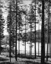 Allm�nna v�gen sv�nger nu mot norr och vi blickar ut mot �lven i riktning mot Var�forsen. V�rdefulla skogsmarker kommer att �verd�mmas. Tallen �r det dominerande tr�dslaget.