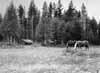I skogsbrynet ligger ett par gamla raserade sommarladug�rdar.