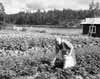 Trots det j�mf�relsevis h�ga l�get n�ra norska gr�nsen �r tr�dg�rdsodling m�jlig. Fru Elisabet Olsson p� Lillhem plockar h�r jordgubbar.