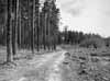 Vi f�ljer en liten v�g i riktning mot norr som f�r oss till Torget, den nordligaste g�rden p� �stra sidan av �lven.